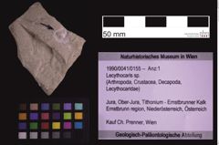 Foto (Objekt + Etiketten) von Lecythocaris sp. (NHMW-GEO-1990-0041-0155)